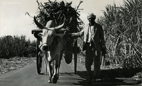 Ox-Cart-Carrying-Sugar-Cane-Mauritius-Saref-Bef-Charette-Boeuf