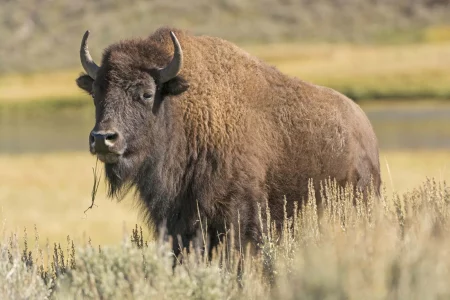 bison-American-Yellowstone-National-Park-Wyoming.jpg